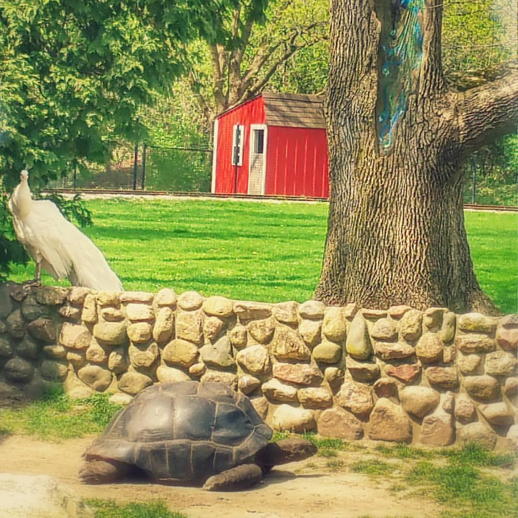 Yes, it's #real #news ... Giant #tortoise waits for visitors at season's opening of #myfortwayne #kids #zoo - - is he/she anticipating a busy #summer season? We are. It's a great #family #vacation destination. @fwkidszoo @visitfortwayne #travel