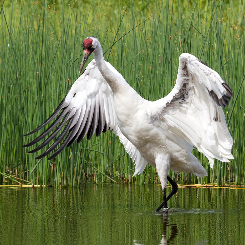 Whooping Crane - Ready for Takeoff