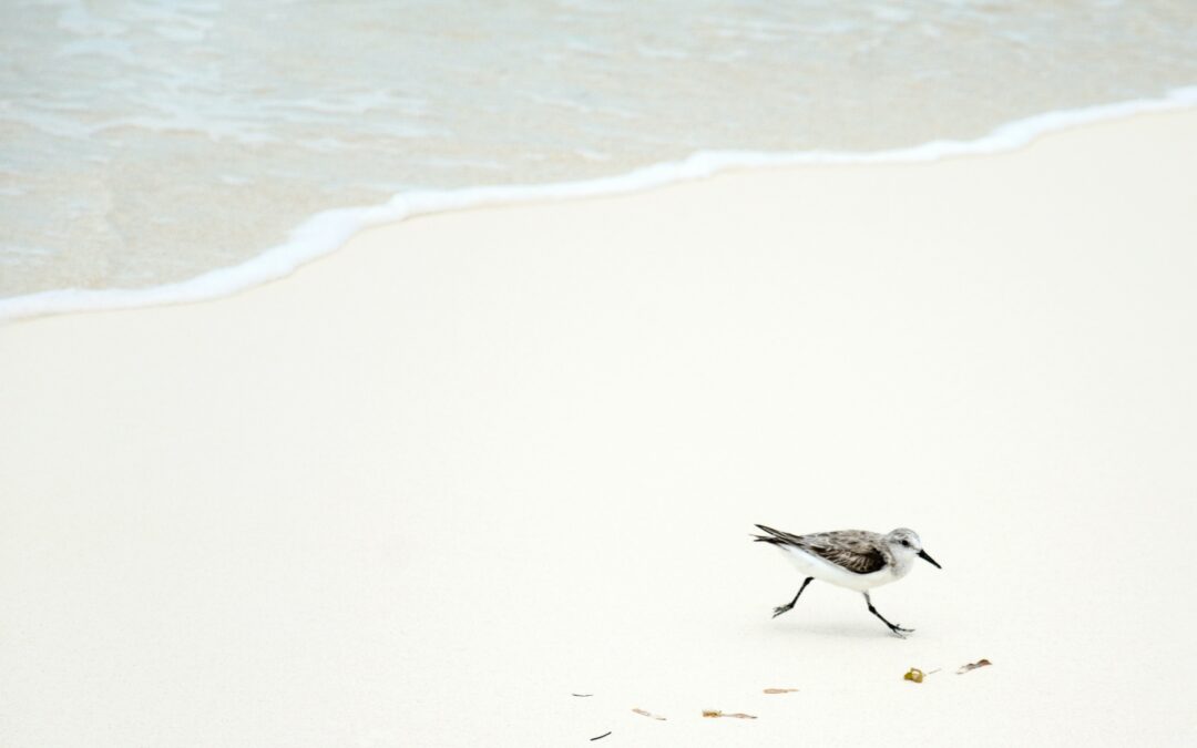 Admiring Striking Sand Dunes And Nature Preserves Near Navarre