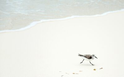 Admiring Striking Sand Dunes And Nature Preserves Near Navarre