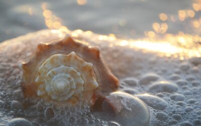 Combing For Treasures At Navarre Beach For Shelling