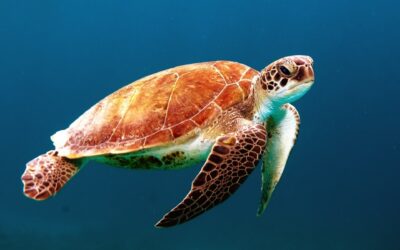 Navarre Beach Sea Turtle Conservation Center: Protecting Our Marine Heritage