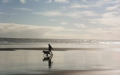 Navarre Beach with Pets: A Pet-Friendly Paradise