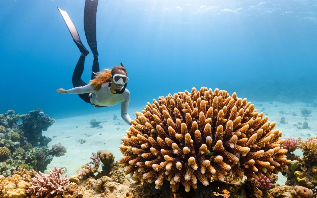 Navarre Beach Marine Sanctuary: Protecting and Preserving Underwater Wonders