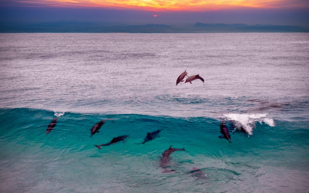 Navarre Beach Dolphin Tours: Encounter Marine Delights