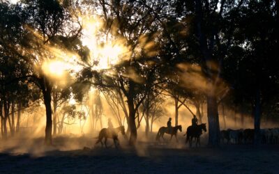 Bay Haven Farms: A Haven of Natural Beauty and Agricultural Delights in Navarre, Florida