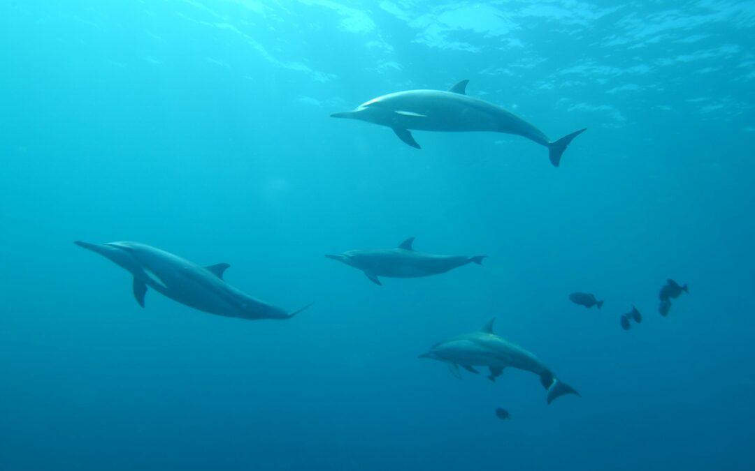 school of grey dolphins underwater