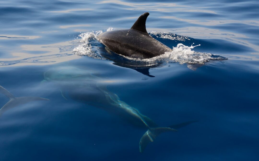 Swim with the Dolphins: Navarre’s Dolphin Tours