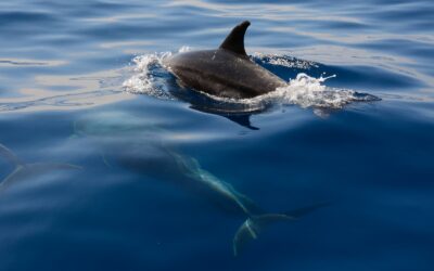 Swim with the Dolphins: Navarre’s Dolphin Tours