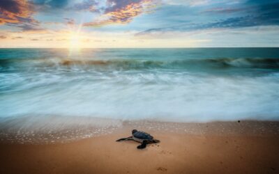 Navarre Beach: A Hidden Gem on the Gulf Coast