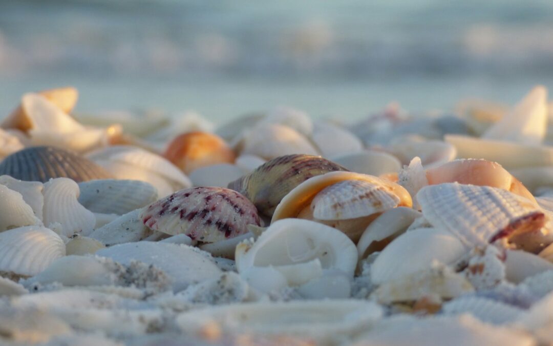 white and brown seashells on white snow