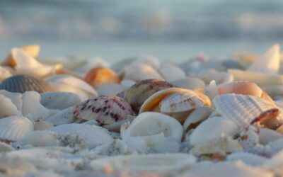 Best Times to Find Shells on Navarre Beach