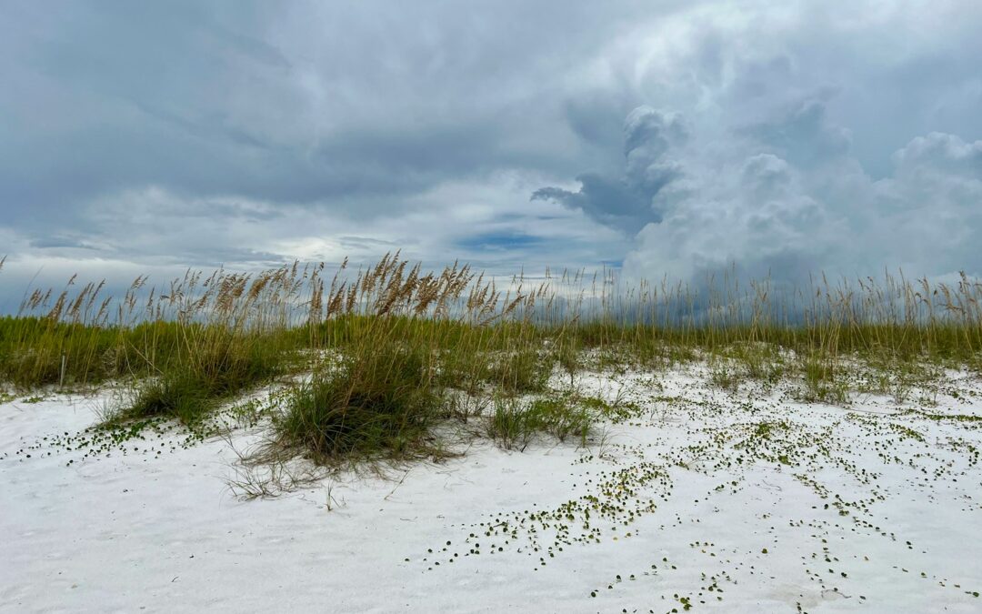 a field of grass and sand