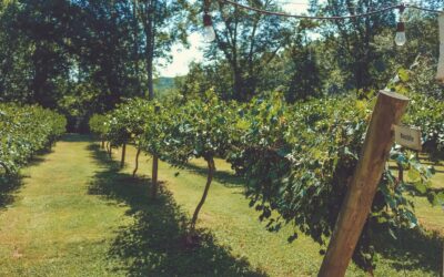 Exploring Agritourism at Navarre Beach